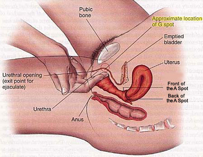 G Spot Diagram pic photo